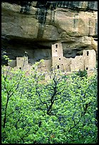 Trees with spring leaves and Cliff Palace, morning. Mesa Verde National Park, Colorado, USA. (color)