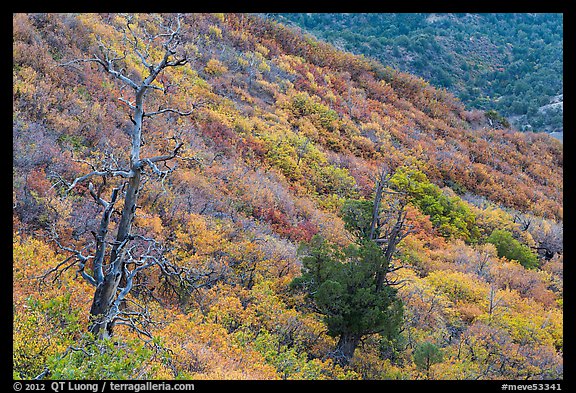 Trees and slope covered with fall colors. Mesa Verde National Park, Colorado, USA.