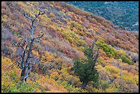 Trees and slope covered with fall colors. Mesa Verde National Park, Colorado, USA. (color)