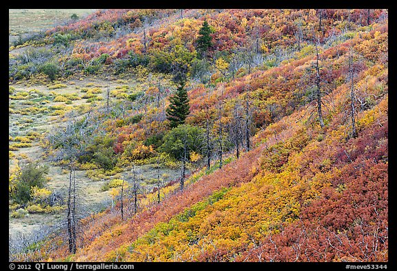 Shrub-steppe plant community in autumn. Mesa Verde National Park (color)