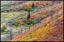 Shrub-steppe plant community in autumn. Mesa Verde National Park, Colorado, USA.