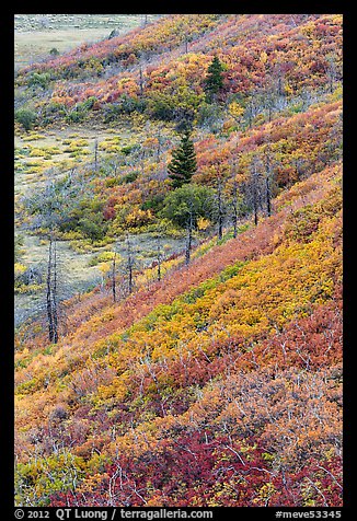 Fall color over shrub slopes. Mesa Verde National Park, Colorado, USA.