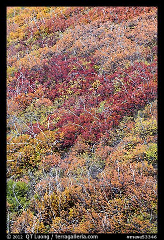 Burned slope with shrub-steppe plants in fall colors. Mesa Verde National Park (color)