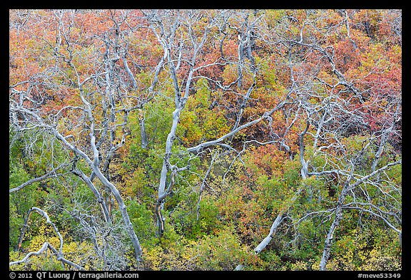 Twisted bare trees and brush with colorful fall foliage. Mesa Verde National Park (color)