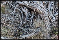 Close up of grasses and roots. Mesa Verde National Park ( color)