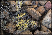 Close up of flowers and rocks used in Ancestral Puebloan structures. Mesa Verde National Park ( color)