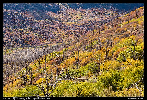 Canyon with burned trees and brush in fall colors. Mesa Verde National Park, Colorado, USA.
