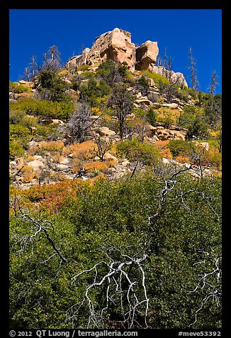 Outcrop with shurbs in fall foliage. Mesa Verde National Park, Colorado, USA.