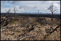 Burned trees and mountains from Wetherill Mesa. Mesa Verde National Park ( color)