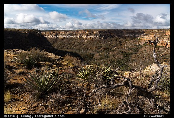 Canyon from rim, Wetherill Mesa. Mesa Verde National Park, Colorado, USA.