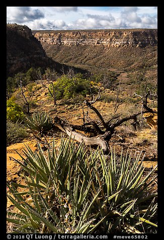 Yucca on canyon rim, Wetherill Mesa. Mesa Verde National Park (color)