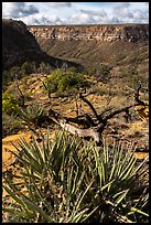 Yucca on canyon rim, Wetherill Mesa. Mesa Verde National Park ( color)