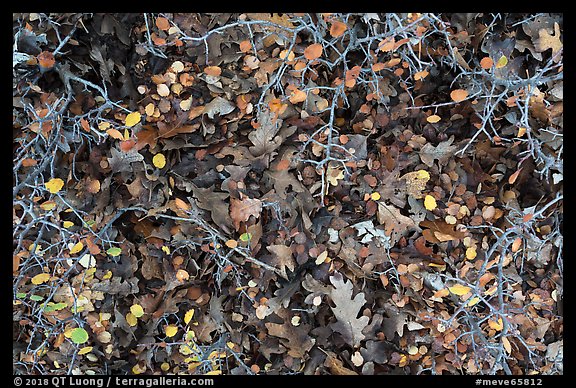 Close-up of bare branches and fallen leaves. Mesa Verde National Park (color)