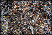 Close-up of bare branches and fallen leaves. Mesa Verde National Park ( color)