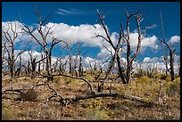 Burned forest, Wetherill Mesa. Mesa Verde National Park ( color)