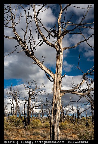 Standing skeletons of burned trees, Wetherill Mesa. Mesa Verde National Park, Colorado, USA.
