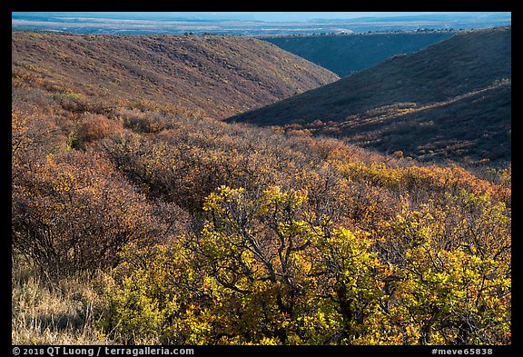 Gambel oak and Utah serviceberry brighten Wetherill Mesa slopes in autumn. Mesa Verde National Park, Colorado, USA.