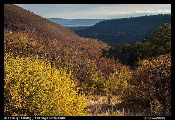 Autumn foliage of  Mountain shrub community, Wetherill Mesa. Mesa Verde National Park (color)