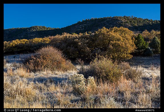 Frozen grasses and oaks. Mesa Verde National Park, Colorado, USA.