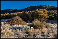Frozen grasses and oaks. Mesa Verde National Park ( color)
