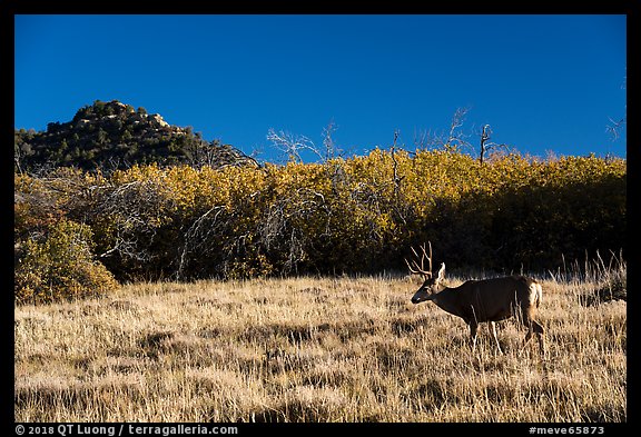 Deer and Gambel Oak. Mesa Verde National Park, Colorado, USA.