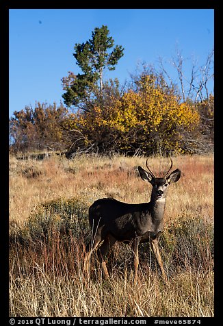 Dear in autumn. Mesa Verde National Park, Colorado, USA.