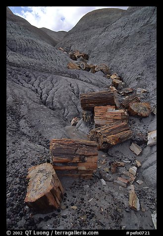 Petrified logs and Blue Mesa. Petrified Forest National Park