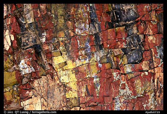 Triassic Era Colorful petrified wood close-up. Petrified Forest National Park, Arizona, USA.