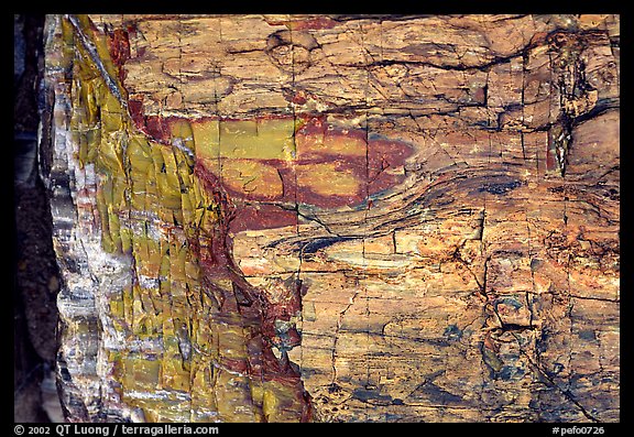 Colorful fossilized log close-up. Petrified Forest National Park, Arizona, USA.