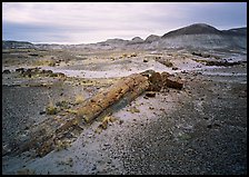 Long petrified log, and Chinle Formation rocks, Long Logs area. Petrified Forest National Park, Arizona, USA. (color)