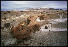 Colorful petrified wood section and badlands. Petrified Forest National Park ( color)