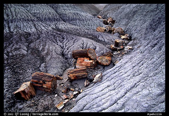 Petrified logs in Blue Mesa. Petrified Forest National Park