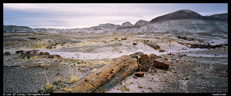 Prehistoric landscape with petrified truncs. Petrified Forest National Park (color)