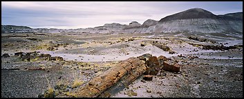 Prehistoric landscape with petrified truncs. Petrified Forest National Park (Panoramic color)