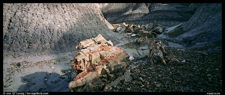 Petrified logs scattered in Blue Mesa badlands. Petrified Forest National Park (color)