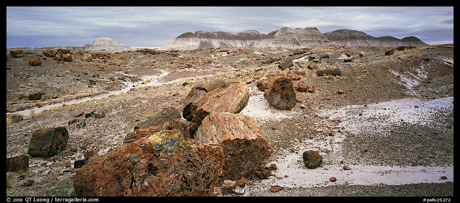 Landscape of colorful petrified logs and badlands. Petrified Forest National Park (color)