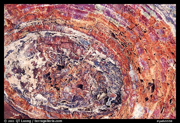 Petrified wood section. Petrified Forest National Park (color)