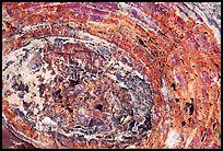 Petrified wood section. Petrified Forest National Park ( color)