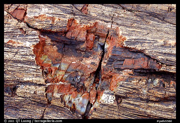 Petrified log detail with bark. Petrified Forest National Park, Arizona, USA.