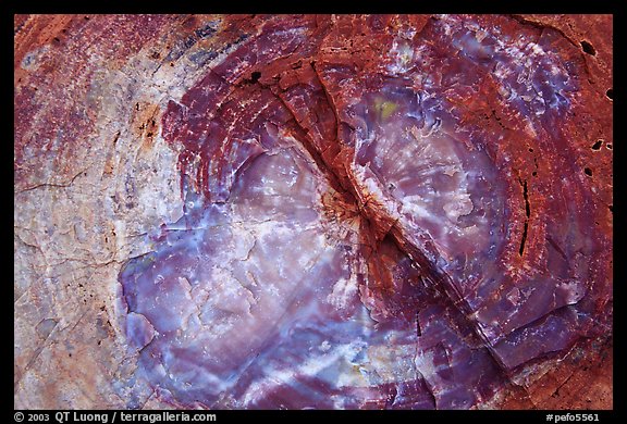 Petrified wood close-up. Petrified Forest National Park (color)