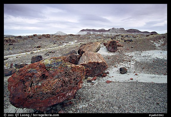 Colorful large fossilized logs and badlands of Chinle Formation, Long Logs area. Petrified Forest National Park (color)