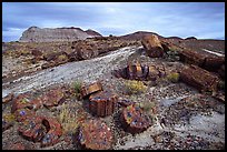 Colorful slices of petrified wood and badlands in Long Logs area. Petrified Forest National Park, Arizona, USA.