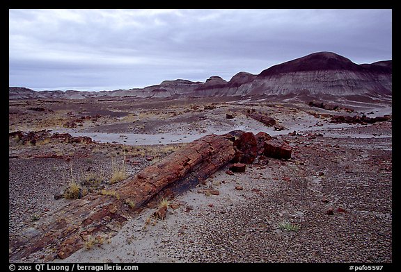 Long petrified log, Long Logs area. Petrified Forest National Park