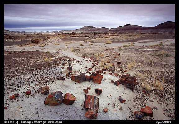 Multi-hued slices of petrified wood and mudstone hills, Long Logs area. Petrified Forest National Park (color)
