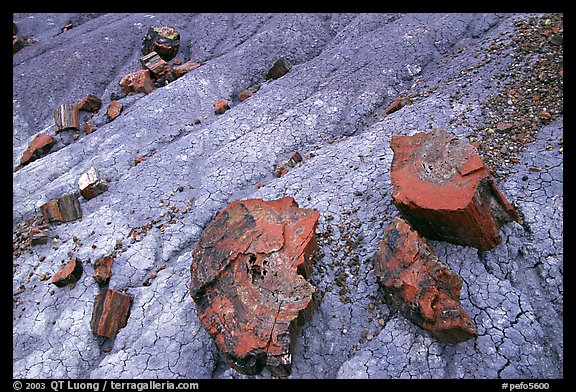Red slices of petrified wood and blue clay, Long Logs area. Petrified Forest National Park, Arizona, USA.