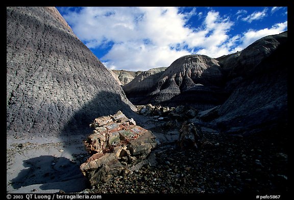 Petrified log in Blue Mesa. Petrified Forest National Park