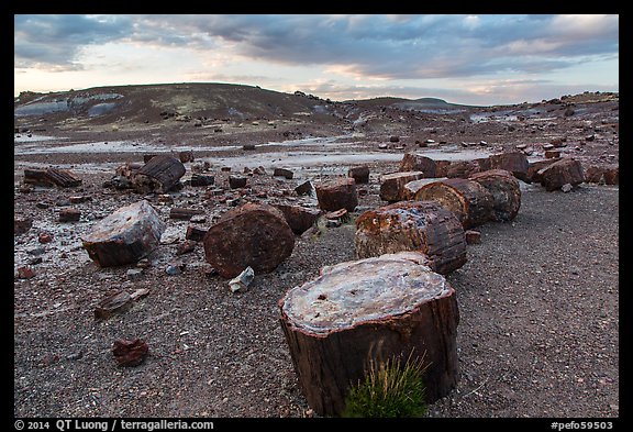 Dense concentration of petrified wood at sunset, Crystal Forest. Petrified Forest National Park (color)