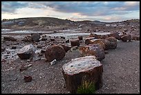 Dense concentration of petrified wood at sunset, Crystal Forest. Petrified Forest National Park ( color)