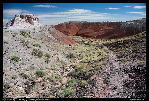 Trail, Painted Desert. Petrified Forest National Park (color)