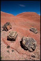 Petrified wood on red badlands,. Petrified Forest National Park ( color)